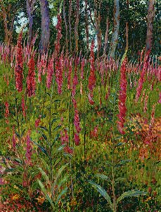 Foxgloves，c.1916